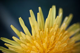 dandelion_macro.jpg